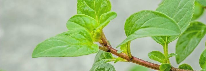 Frischer Oregano